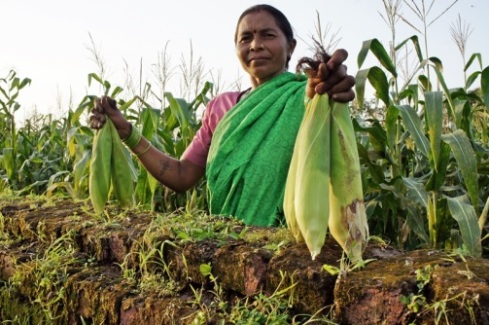 Jankibai standing proudly in her field with some maize she has grown